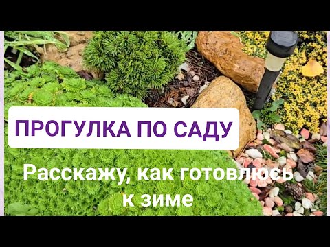 Видео: Прогулка по саду в конце Октября🍁 с обзором того, что осталось👌Расскажу, как буду укрывать растения)