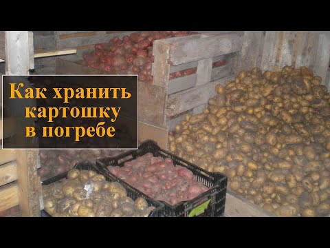 Видео: Как хранить картошку в погребе