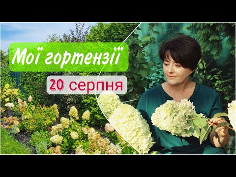 Видео: 35+ сортів квітучої волотистої гортензії,  огляд  20 серпня #DesorSad