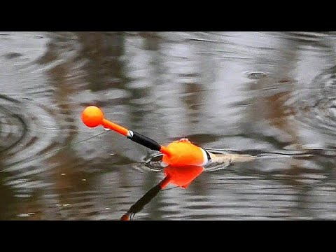 Видео: ПОПАЛ НА ЖОР ЩУКИ!!РЫБАЛКА НА ПОПЛАВОК 2023.РЫБАЛКА НА ЖИВЦА ОСЕНЬЮ.