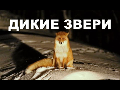 Видео: Об опасных представителях фауны.