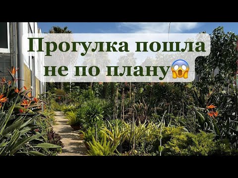 Видео: VLOG: Зелёная прогулка по Лимассолу | Неожиданная находка