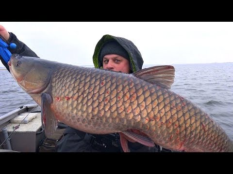 Видео: БЕЛЫЙ АМУР больше 20 кг!