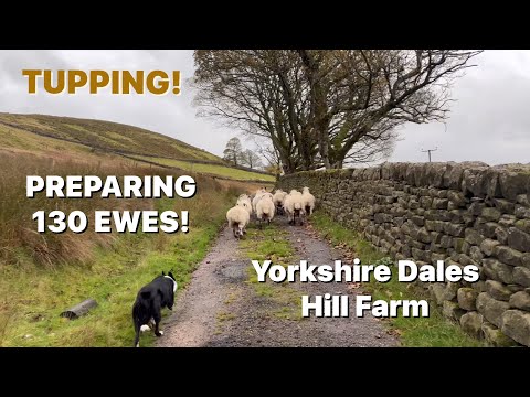 Видео: ВРЕМЯ ТАППИНГА! Овцы готовы к встрече с баранами | Yorkshire Dales Hill Farm