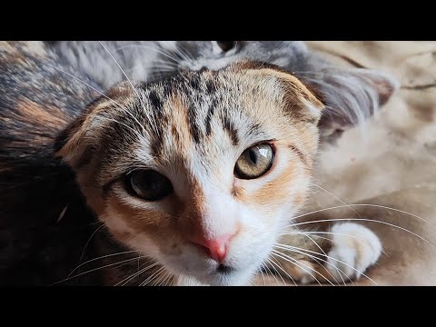 Видео: Коти онлайн