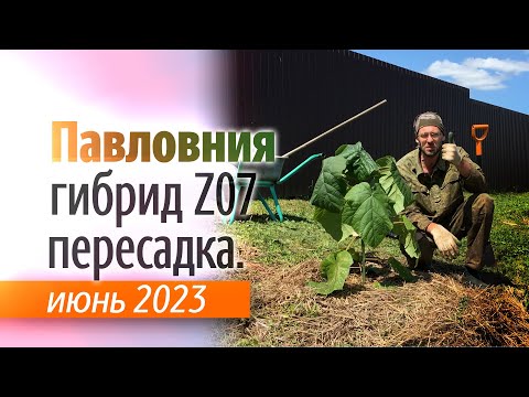 Видео: Пересадка Павловнии гибрид Pao Tong Z07 в аллее Павловнии июнь 2023