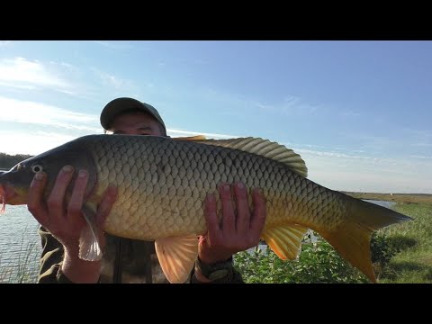 Видео: Трофейная рыбалка! РАСКРЫЛ СЕКРЕТ КАК ВЫЛОВИТЬ ОГРОМНЫХ ОЗЁРНЫХ ОБИТАТЕЛЕЙ ТРОФЕЕВ! Carp fishing