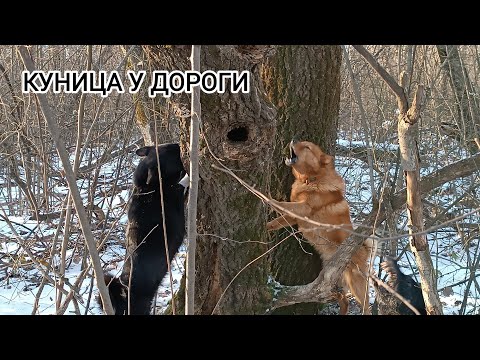 Видео: КФК БАРС ПЕРВАЯ ПОЛАЙКА ПО КУНИЦЫ/ ОХОТА НА КУНИЦУ С ЛАЙКОЙ/