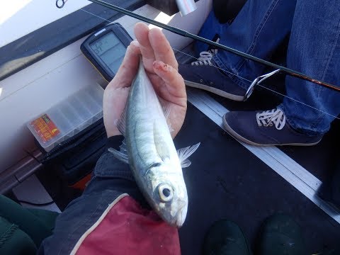 Видео: Мега ставрида на пилькер  17.06.2017 часть1