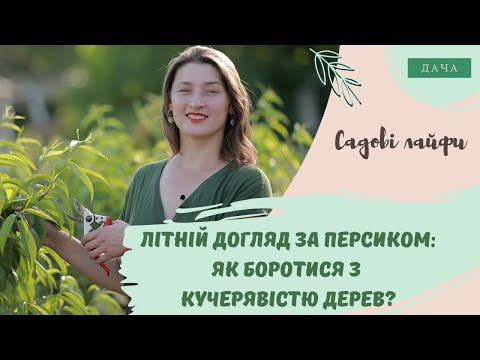 Видео: Літній догляд за персиком: як боротися з кучерявістю дерев? Обробка Дерев Після Збору Врожаю.
