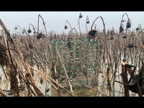 Видео: Самодельный скрадок на утку и гуся. Охота на вечёрке и утряске