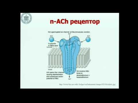 Видео: Физиология нейро-мышечного соединения Лебединский К.М.