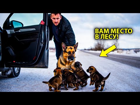 Видео: Он Выгнал Собаку с Щенками на Дороге - но то, что Произошло Дальше, Потрясло Всех!