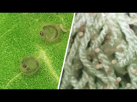 Видео: Развитие икры кои от 0 до 76 часов | Проект разведения, часть 5