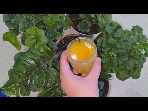 Видео: СРОЧНО в ОКТЯБРЕ, налей в герань и любой цветок вмиг оживет, зазеленеет и зацветет