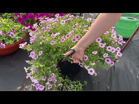 Видео: СРОЧНО сделай это в ИЮЛЕ и ПЕТУНИЯ разрастётся пышным шаром и будет буйно цвести