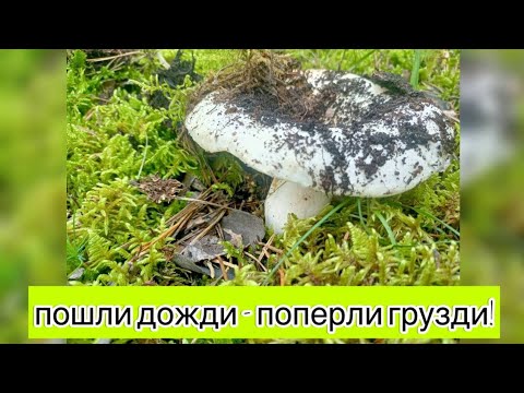 Видео: СТОЛЬКО ГРУЗДЕЙ ВЫ ЕЩЁ НЕ ВИДЕЛИ!  ГРУЗДИ ГИГАНТЫ.