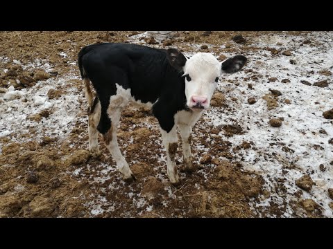 Видео: Приучаю новорождённых телят к уличному содержанию.