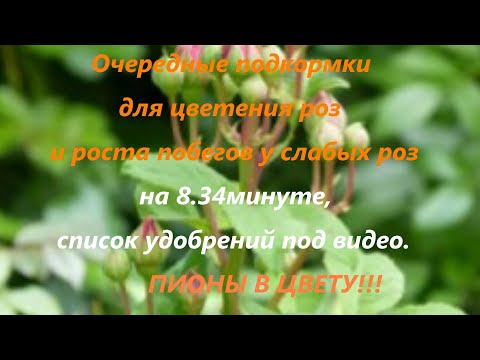 Видео: Очередные подкормки для цветения роз и роста побегов у слабых роз на 8.34минуте,ПИОНЫ В ЦВЕТУ!!!
