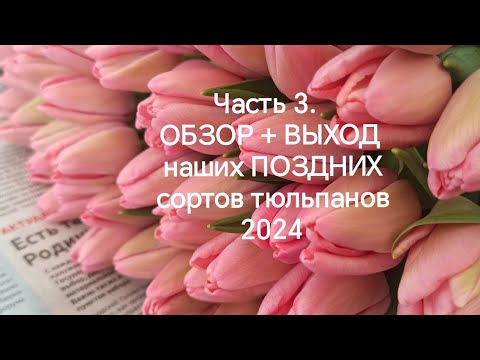 Видео: Часть 3. ОБЗОР +ВЫХОД поздних сортов тюльпанов 2024