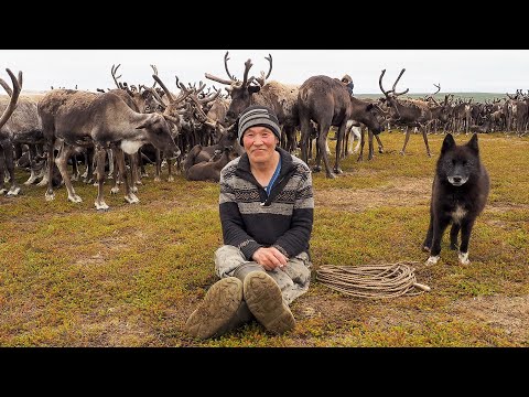Видео: Зачем оленеводы кастрируют быков. Жизнь в тундре. Крайний Север. Ямал