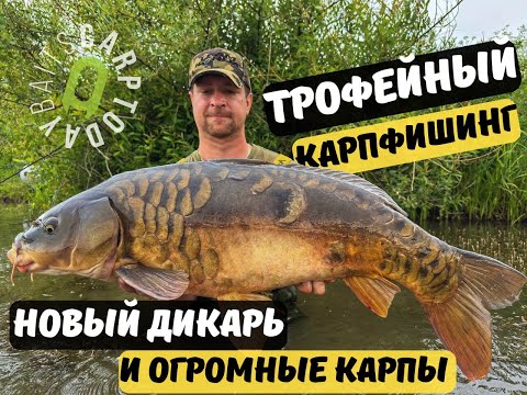 Видео: Трофейный Карпфишинг . Новый Дикарь и Огромные Карпы