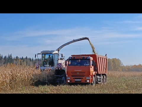 Видео: уборка кукурузы комбайном RSM 1401 разные камазы и трактора