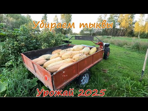 Видео: Убираем тыкву.Урожай 2025.
