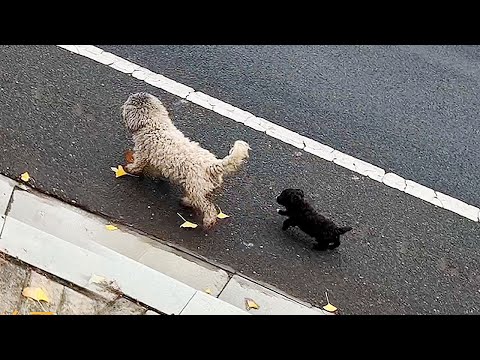 Видео: “Не волнуйся,следуй за мной!”Сука с щенком борются за выживание,преображение после встречи человеком