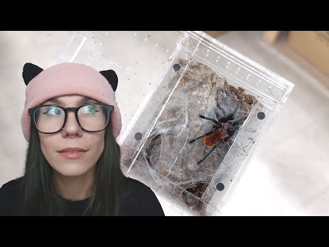 Видео: Я переселил этого паука ОДНОЙ РУКОЙ! Зелёная бутылка, синий, драма с почтовым ящиком и многое дру...