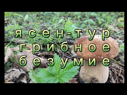 Видео: Грибное безумие | По посадкам в поисках белых