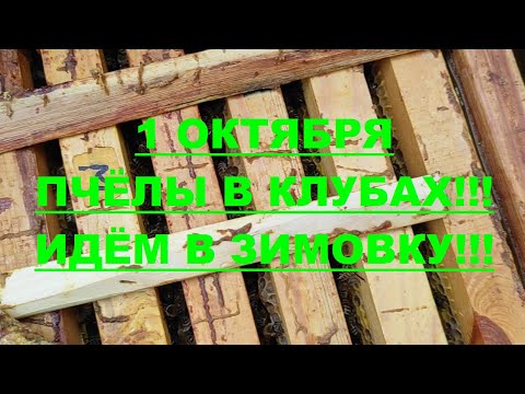 Видео: ИЗОЛЯЦИЯ МАТОК !!! ИДЕАЛЬНАЯ ТЕХНОЛОГИЯ !!! Не понравилась...     прошёл... пройдёте и вы !!!