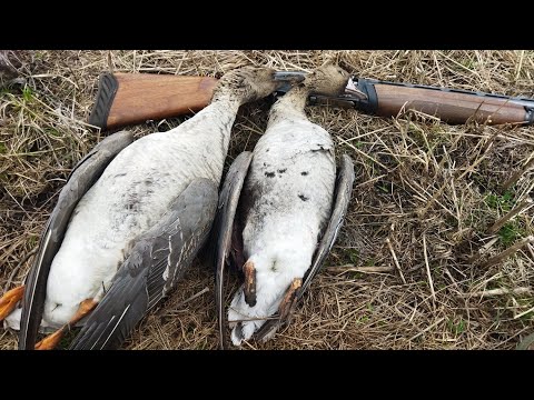 Видео: Охота на гуся в Чувашии.  Досадные промахи, но норму взял.