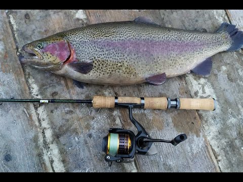 Видео: #112 | Мормышинг | За форелью на платник | Рыбные пруды|