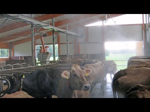 Видео: ⚘️БАРОИ ГОВХОИ ШИРИ ВА ГУШТИ ДАР ОГИЛХОНАХО (Системай паравой душ 🚿)