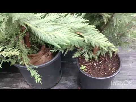 Видео: Сад півдняСадовий центр в Кишиневі і моя покупка нового бересклету