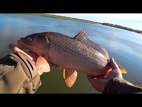 Видео: Хороший клёв Сазана и Карася на Цимлянском водохранилище
