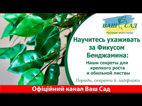 Видео: Научитесь ухаживать за Фикусом Бенджамина: Наши секреты для крепкого роста и обильной листвы.