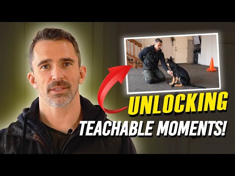 Видео: Легко устраняйте поведенческие проблемы и закрепляйте команды с помощью этого простого трюка!