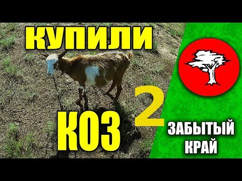 Видео: Купили коз 2