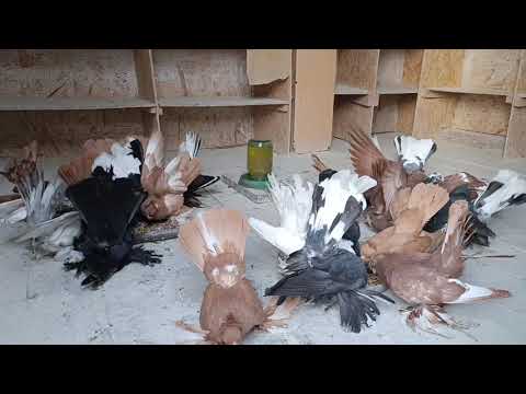 Видео: Самці , маточне поголів'я 