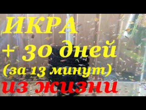 Видео: С икринки до возраста 30 дней Тернеция глофиш