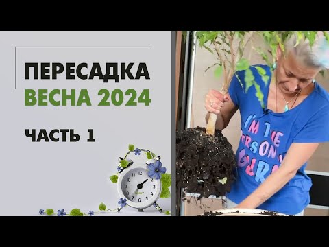 Видео: Пересадки весна 2024 часть 1. Озеленение спальни. Пересаживаем фикус, папоротники и аглаонемы