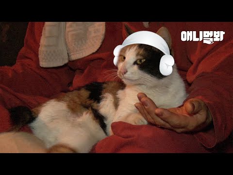 Видео: Причина, по которой кошка пришла в сауну