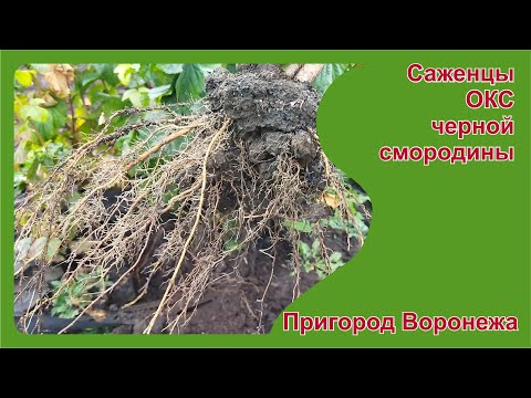 Видео: Саженцы черной смородины ОКС. Пригород Воронежа.
