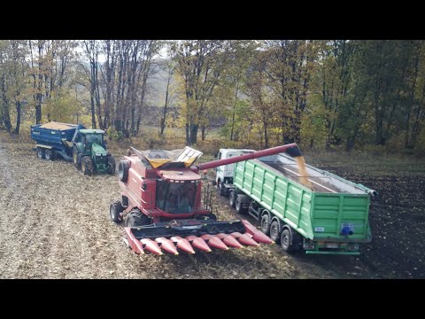 Видео: ❗️ДОРОГИ РОЗМИЛО❗️🌽 ВОЗИМО ПЕРЕГРУЗЧИКОМ❗️ЖНИВА КУКУРУДЗИ ДКС 4178✅ Case 2388 John Deere 7230R