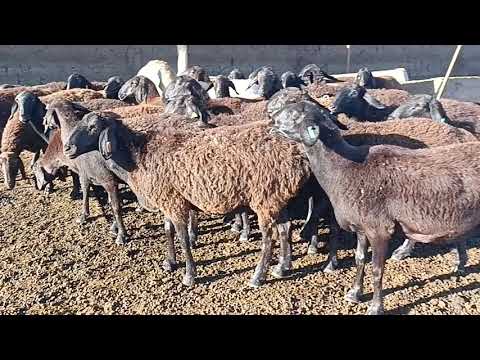 Видео: Мыкты бооз койлор сатылат тел 0706202118