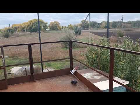 Видео: Николаевские голуби. Это видео полезно увидеть каждому голубеводу!