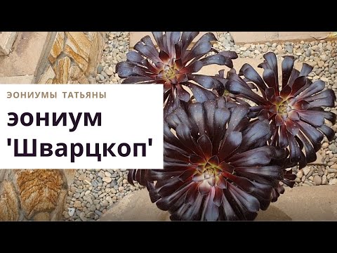 Видео: №70. Эониум Шварцкопф Schwarzkopf Zwartkop