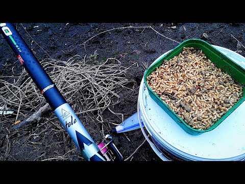 Видео: ДИНАМИЧЕН РИБОЛОВ НА КЕФАЛИ, на бял и френски хляб